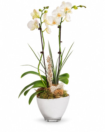 Orquídea Blanca con entrega a domicilio en París y todo Francia