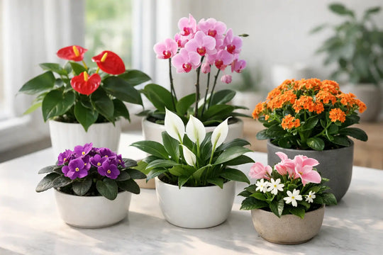 12 Low Maintenance Flowering Houseplants