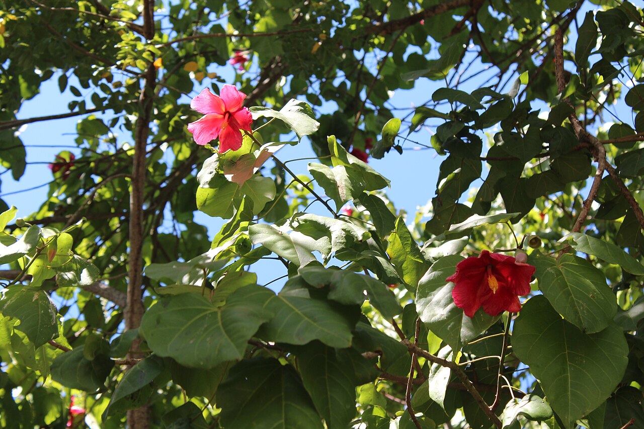 Flor de Maga: Die Nationalblume von Puerto Rico