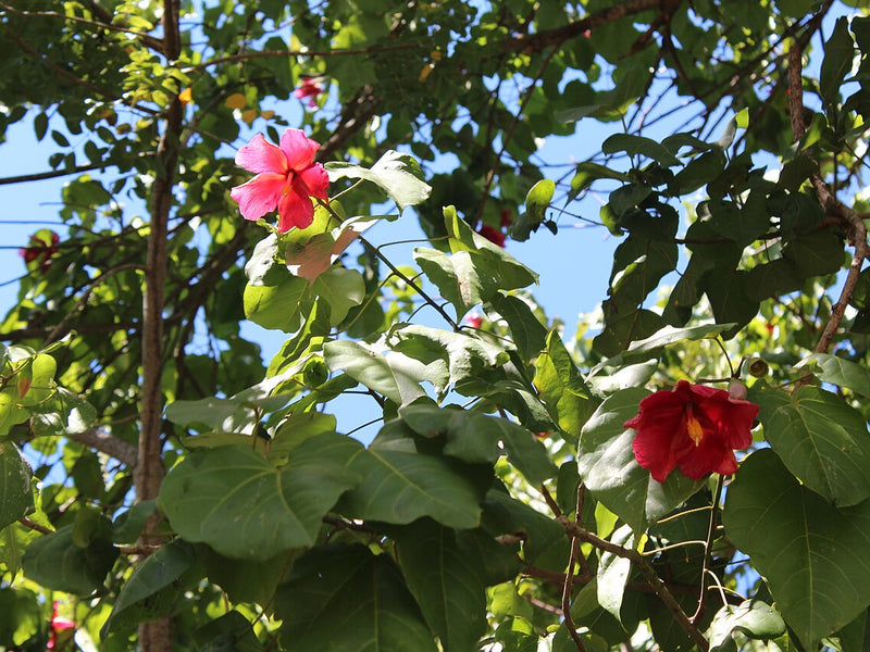 Flor de Maga: la flor nacional de Puerto Rico