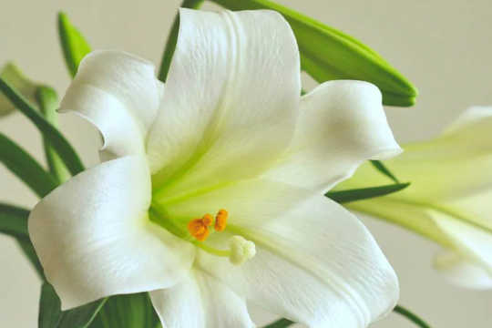 Cómo funciona la entrega internacional de flores a Estados Unidos en 2026