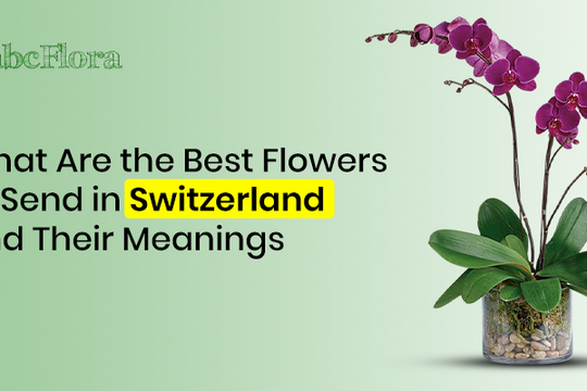 What Are the Best Flowers to Send in Switzerland and Their Meanings