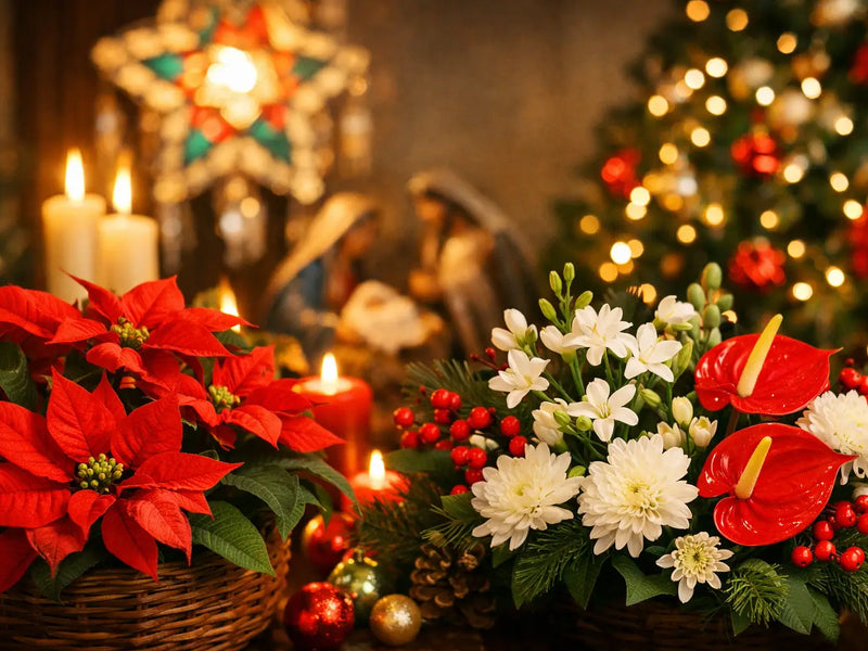 Christmas Flowers Philippines Traditions