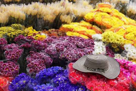 Flores Colombianas: Las Flores Más Populares de Colombia (2026)