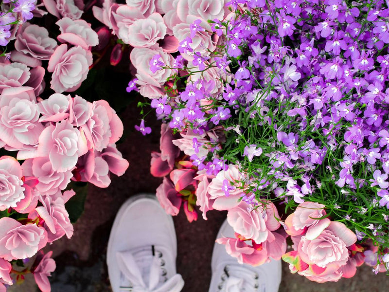 Cómo enviar flores a Canadá desde Estados Unidos: Guía 2026