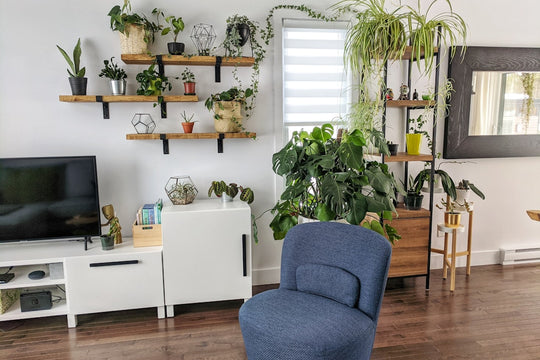 Indoor plants. What plants clean the air in your home?
