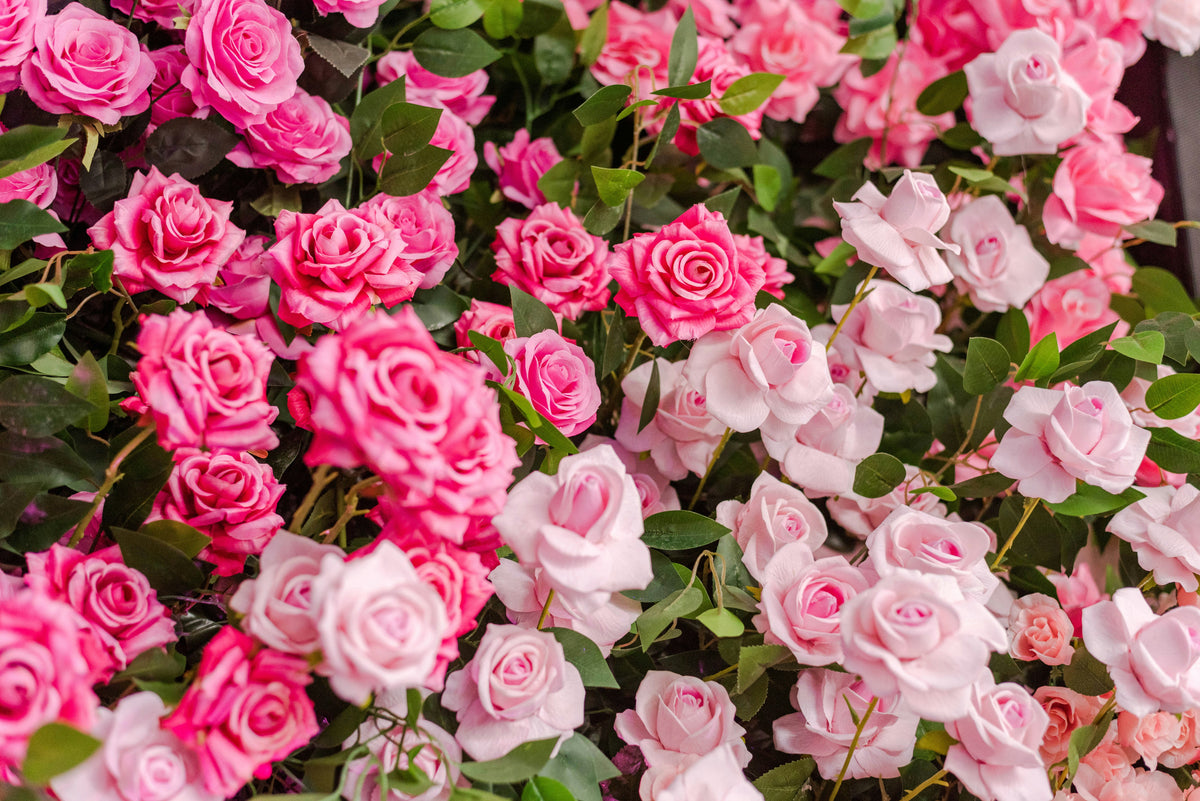 39 Roses Pink Roses Meaning — Romance, Gratitude and Feminine Elegance