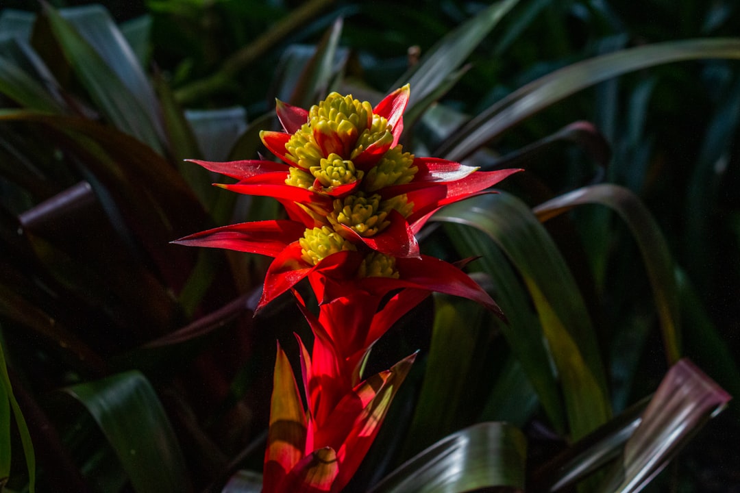 How International Flower Delivery to the USA Works in 2026