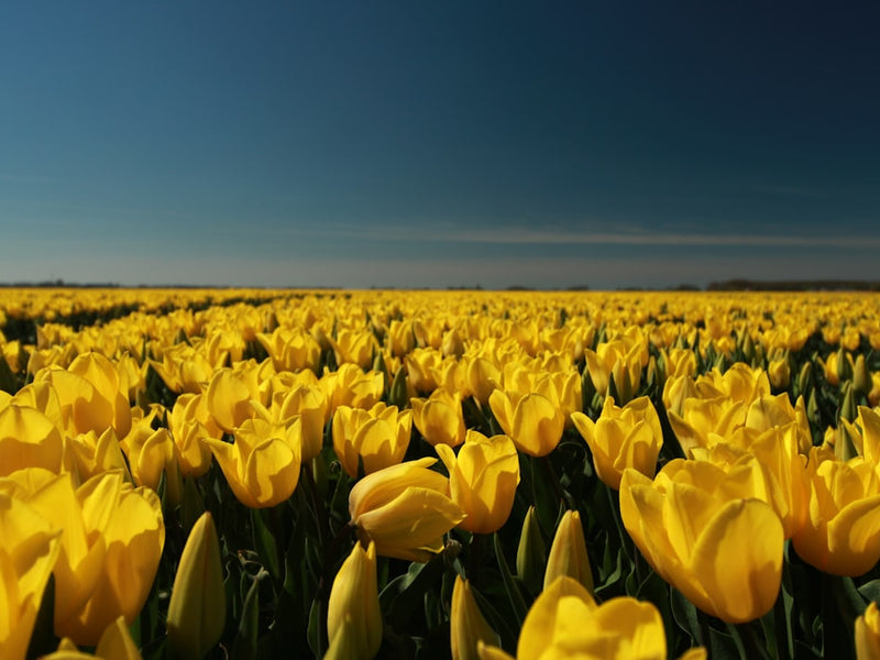 How to Send Flowers to the Netherlands