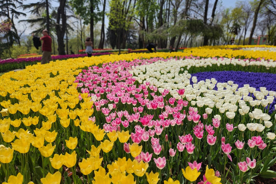 Nowruz Flowers: Persian New Year Guide