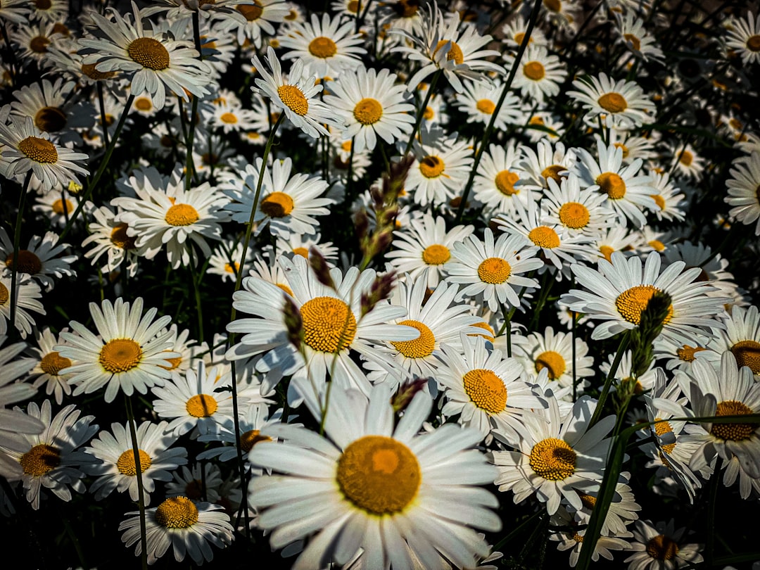 Send Flowers to Germany — Trusted Local Florist Delivery