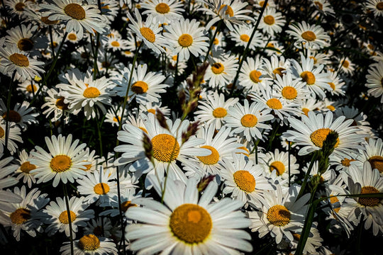 Send Flowers to Germany — Trusted Local Florist Delivery