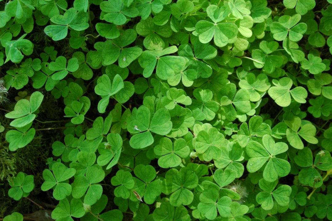 Flores del Día de San Patricio en Irlanda