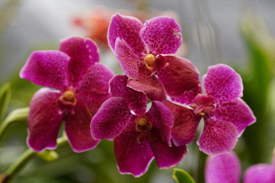 How to Care for Orchids — A Complete Beginner's Guide