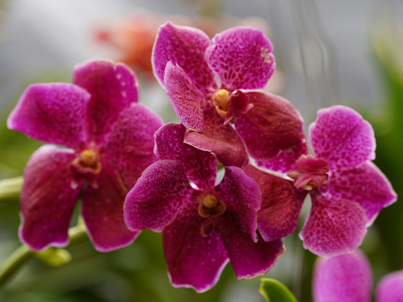 How to Care for Orchids — A Complete Beginner's Guide