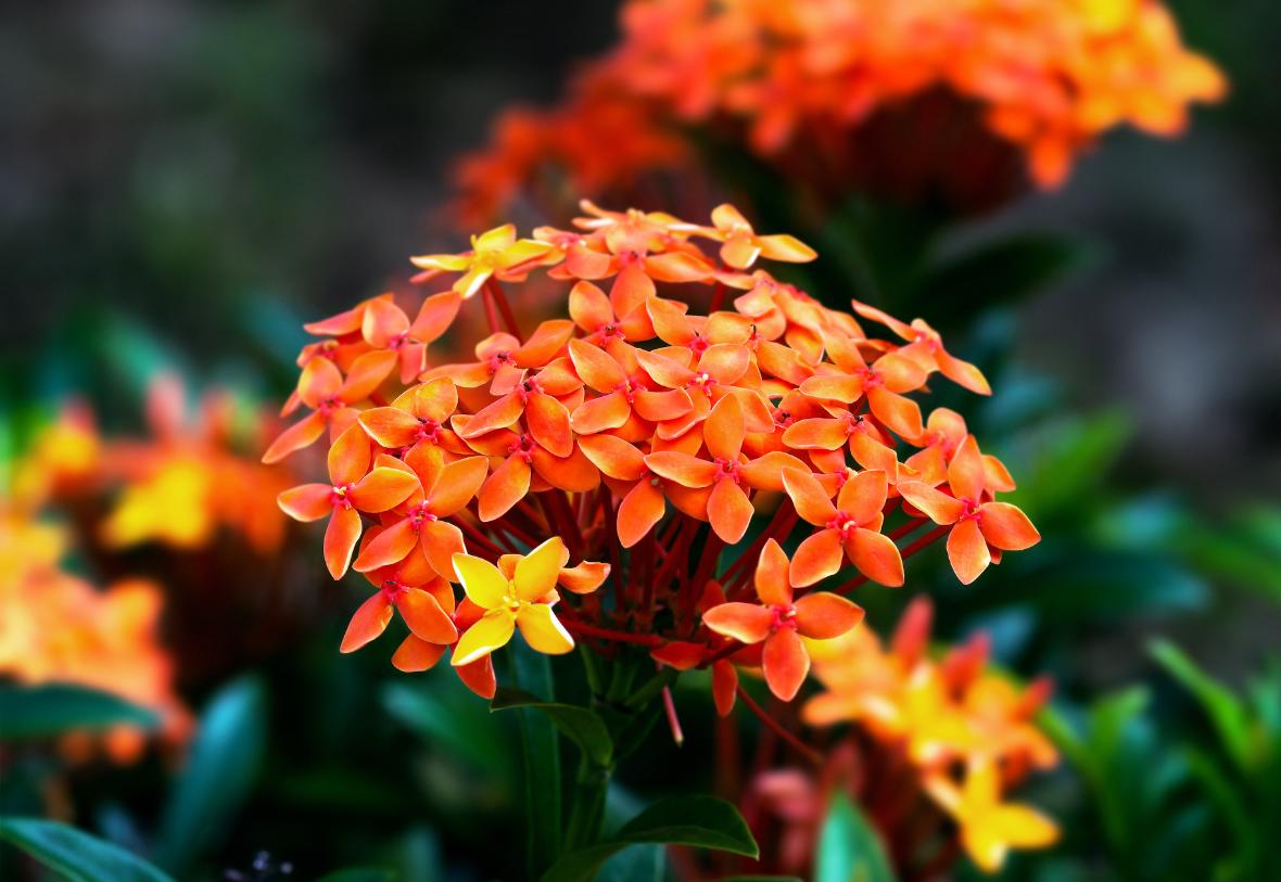 rhododendron kaufen Rhododendron INKARHO® 'Happydendron®' kaufen main image 0