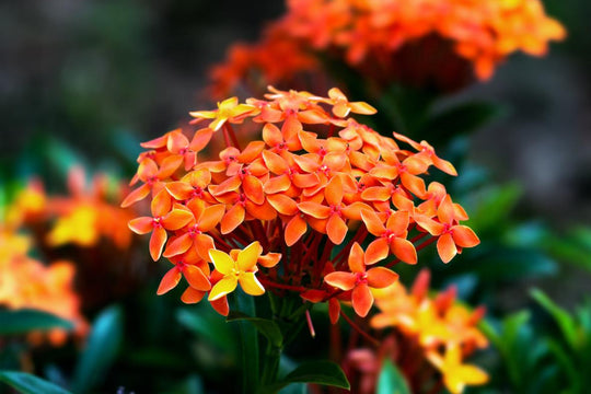 Flores Exóticas de Trinidad y Tobago: 7 Flores Tropicales (2026)