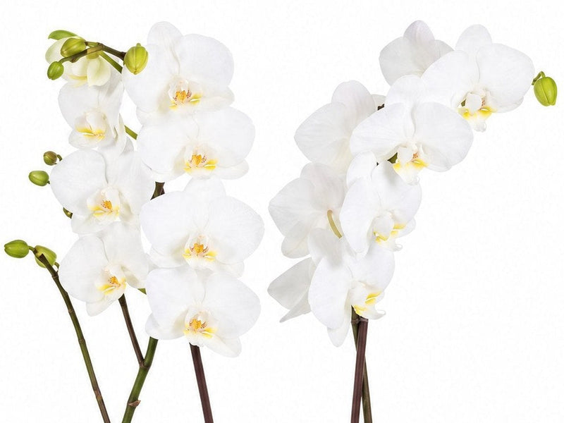 Weiße Orchideen und ihre Namen: 8 Arten im Überblick