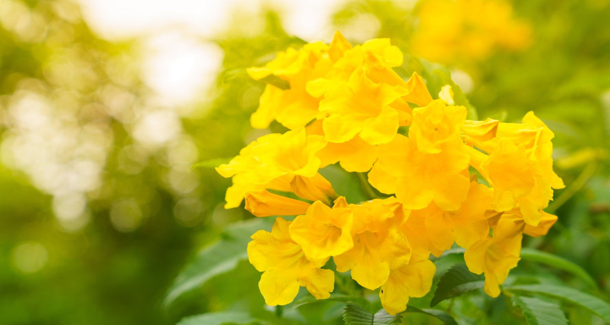 Bahamas flower delivery simple, fast & hassle-free | abcFlora.com
