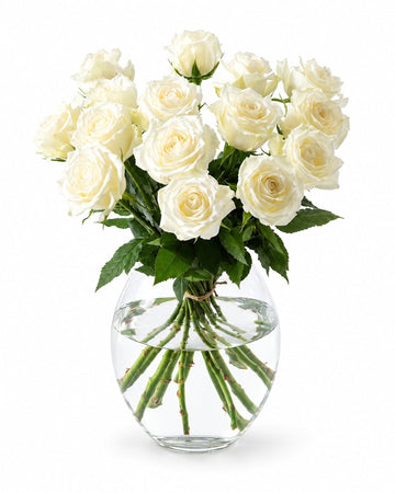 15 white roses delivered in Oslo and across Norway by a local florist