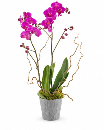 Phalaenopsis Delicia con entrega a domicilio en Copenhague y todo Dinamarca