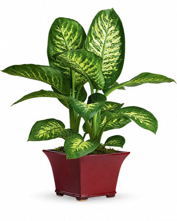 Dieffenbachia delivered in Sydney and across Australia by a local florist