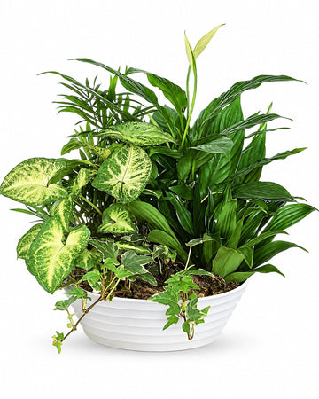 Dish Garden delivered in Bogotá and across Colombia by a local florist