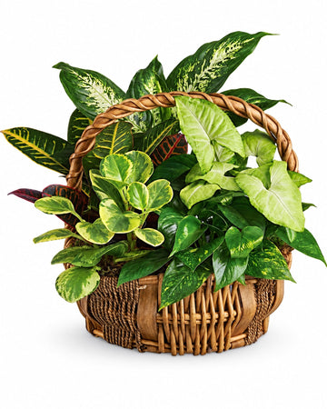 Emerald Garden Basket delivered in Kuala Lumpur and across Malaysia by a local florist
