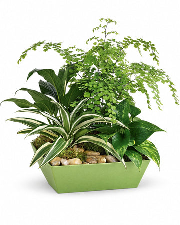Forever Green Plant Garden delivered in Madrid and across Spain by a local florist