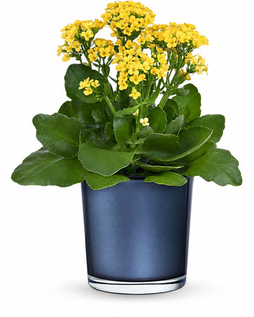 Golden Morning Plant delivered in San José and across Costa Rica by a local florist