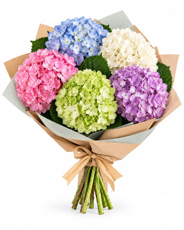 Hydrangea delivered in San Juan and across Puerto Rico by a local florist