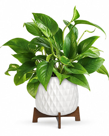 Lush Leaves Pothos Plant delivered in London and across the UK by a local florist