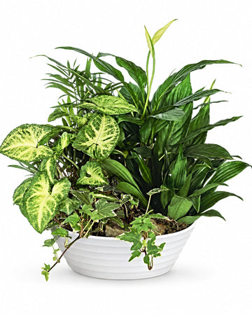Medium Dish Garden delivered in Casablanca and across Morocco by a local florist