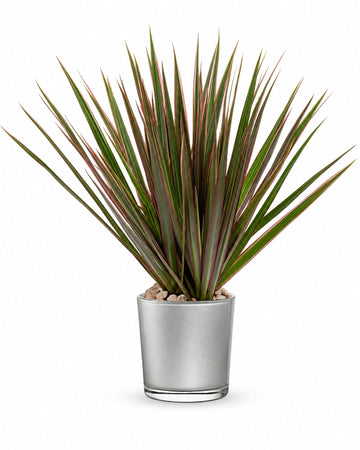 Moonstone Dracaena delivered in Toronto and across Canada by a local florist