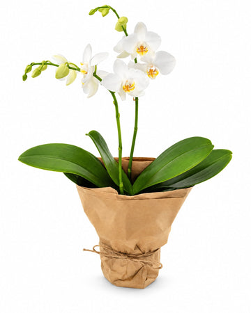 Opulent White Orchid delivered in Stockholm and across Sweden by a local florist
