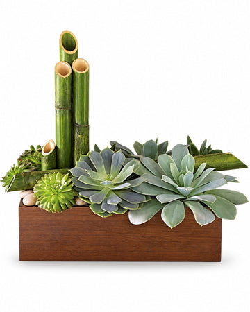 Peaceful Zen Garden delivered in Casablanca and across Morocco by a local florist