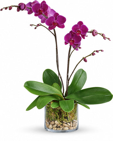 Pink Orchid delivered in Sydney and across Australia by a local florist