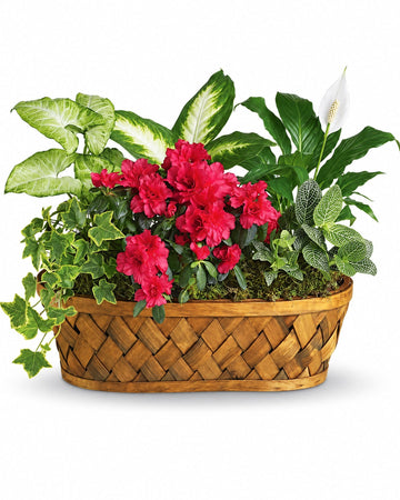 Plants Galore Basket delivered in Madrid and across Spain by a local florist