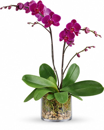 Purple Orchid delivered in North Nicosia and across Northern Cyprus by a local florist