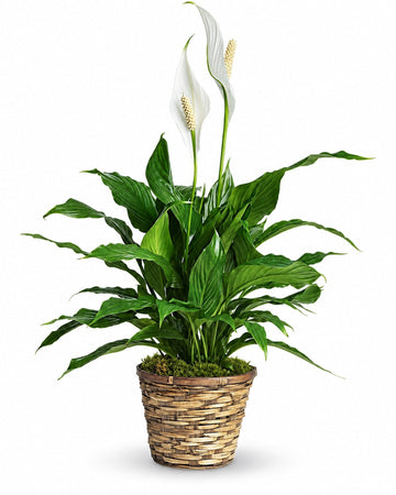 Spathiphyllum - Peace lily delivered in Montevideo and across Uruguay by a local florist