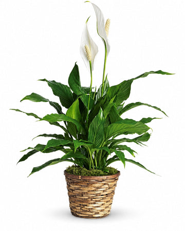 Spathiphyllum Plant delivered in Valletta and across Malta by a local florist