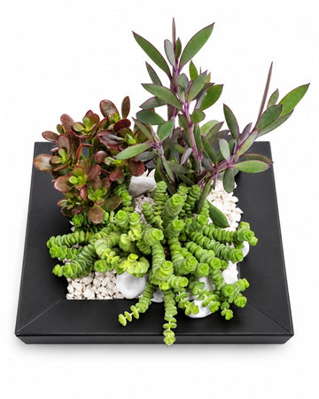 Succulents Dish delivered in Oslo and across Norway by a local florist