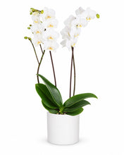 Load image into Gallery viewer, White Orchid delivered in Oslo and across Norway by a local florist