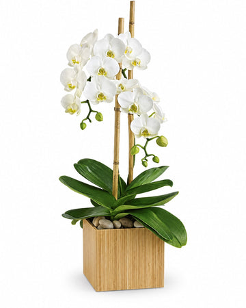 White Orchid delivered in Oranjestad and across Aruba by a local florist