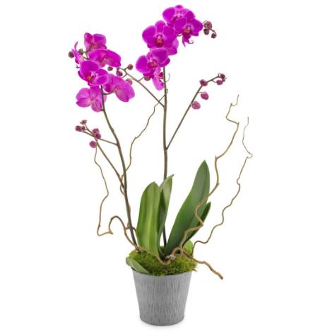 Delight Phalaenopsis - abcFlora.com