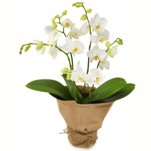 Deluxe Opulent White Orchid - abcFlora.com