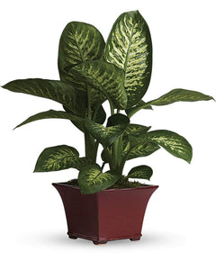 Dieffenbachia - abcFlora.com