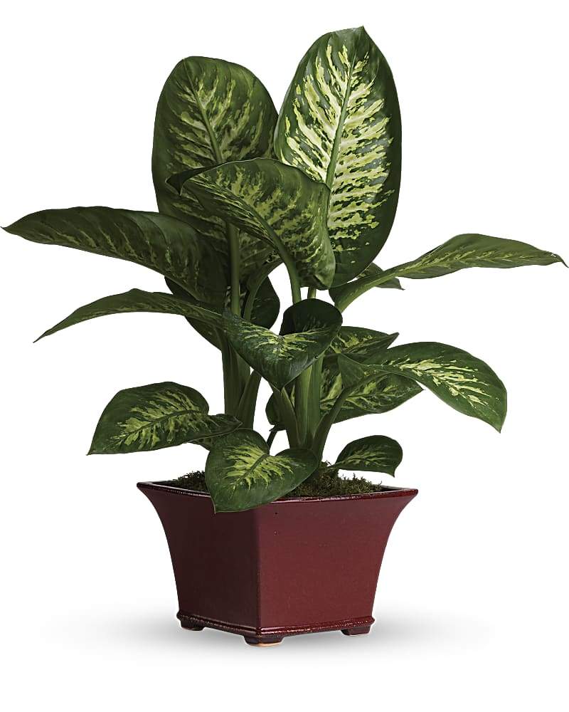 dieffenbachia giant Dieffenbachia Plant