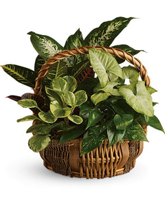 Emerald Garden Basket - abcFlora.com