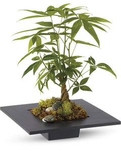 Money Tree - abcFlora.com